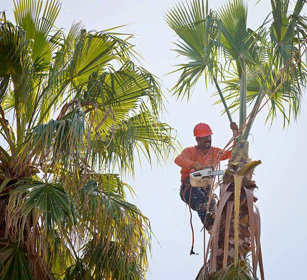 Tree and Shrub Care in Williston, SC